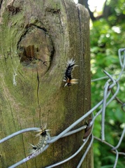 Halysidota ruscheweyhi