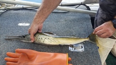 Freshwater Longtom photo 2