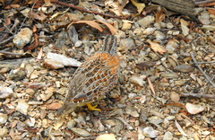 Turnix varius