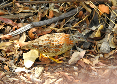 Turnix varius