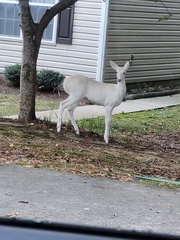 Odocoileus virginianus