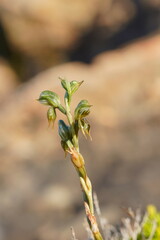 Pterostylis aciculiformis