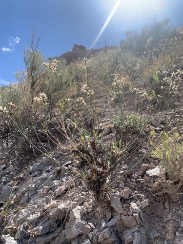 Elsinore Buckwheat (Eriogonum ostlundii)