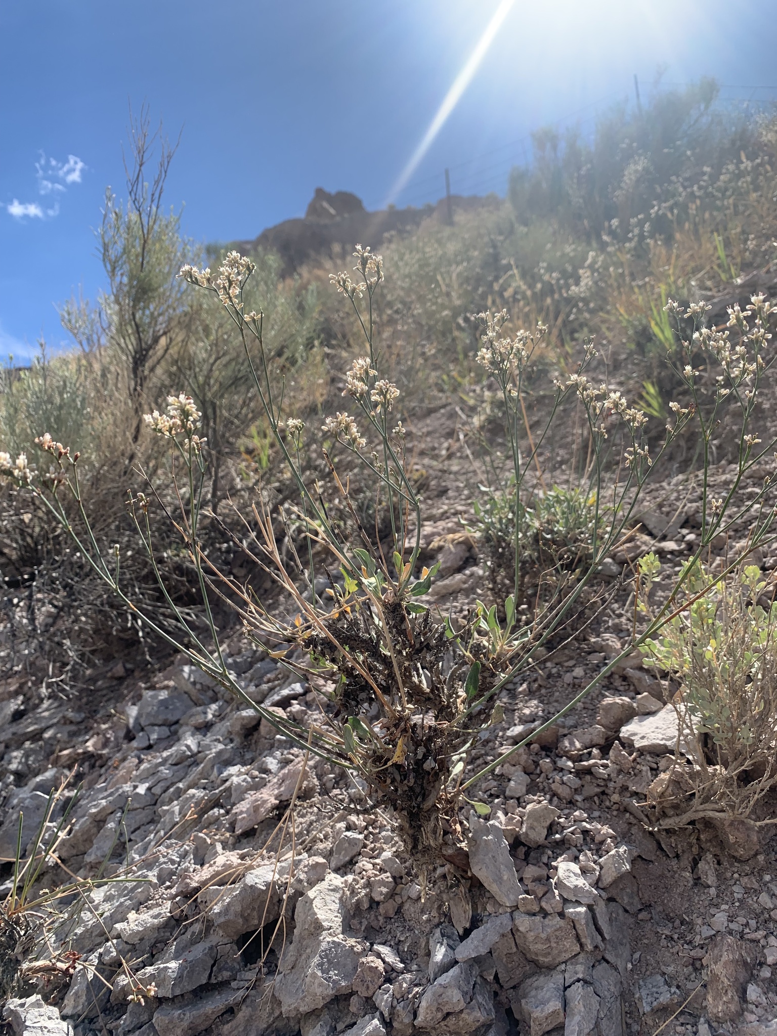 Eriogonum ostlundii