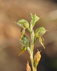 Pterostylis aciculiformis
