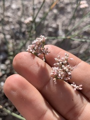 Eriogonum ostlundii