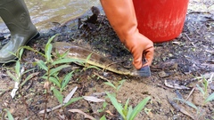 Platycephalus fuscus