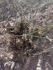 Eriogonum ostlundii