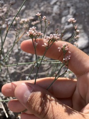 Eriogonum ostlundii