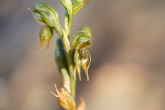 Pterostylis aciculiformis