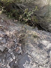 Eriogonum ostlundii