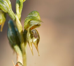 Pterostylis aciculiformis