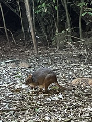 Thylogale stigmatica