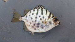 Selenotoca multifasciata