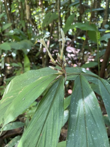 Alpinia rufa observed 2022-08-16