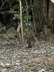 Thylogale stigmatica