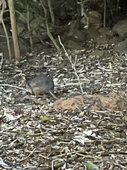 Thylogale stigmatica