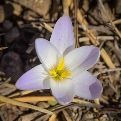 Hesperantha schelpeana