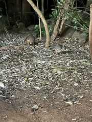 Thylogale stigmatica