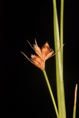 Rhynchospora harveyi