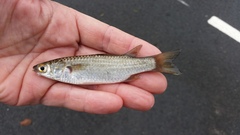 Planiliza subviridis