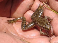 Lithobates berlandieri