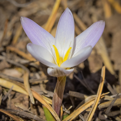 Hesperantha schelpeana