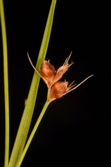 Rhynchospora harveyi