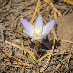 Hesperantha schelpeana
