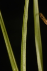 Rhynchospora harveyi