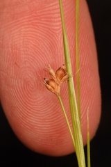 Rhynchospora harveyi