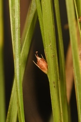 Rhynchospora harveyi