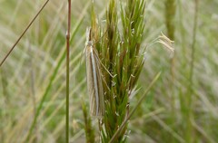 Orocrambus lewisi