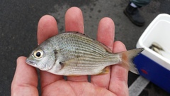 Acanthopagrus australis