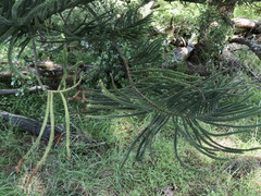 Araucaria heterophylla