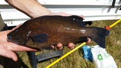 Hephaestus fuliginosus