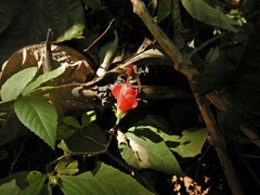 Malvaviscus arboreus