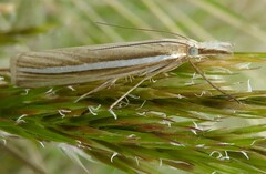 Orocrambus lewisi