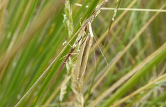 Orocrambus ramosellus