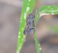 Tettigidea lateralis