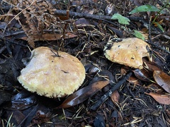 Suillus caerulescens