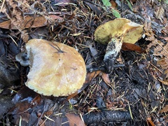 Suillus caerulescens