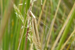 Orocrambus ramosellus