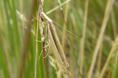 Orocrambus ramosellus