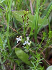 Asperula conferta