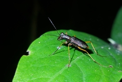 Odontocheila