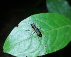 Odontocheila