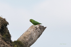 Forpus xanthopterygius