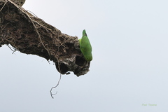 Forpus xanthopterygius