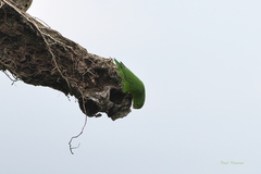 Forpus xanthopterygius